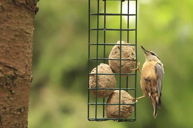 vogel vetbollen snacks welkoop
